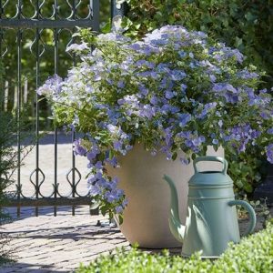 Hydrangea Boléro Blue (PBR)