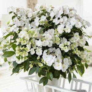 Hydrangea Runaway Bride Snow White ('USHYD0405') (PBR)