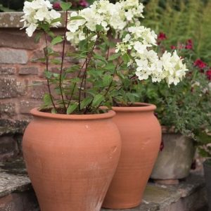 Hydrangea and tulip pot combination