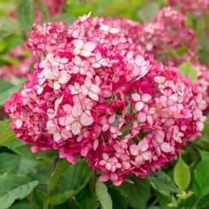 Hydrangea arborescens Ruby Annabelle ('Ncha3') (PBR)