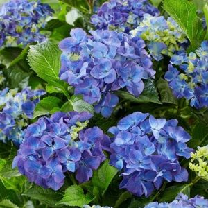 Hydrangea macrophylla Blue