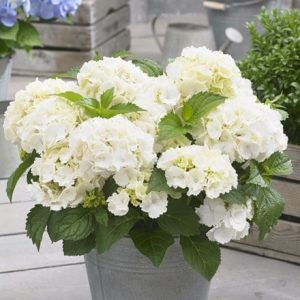 Hydrangea macrophylla Little White