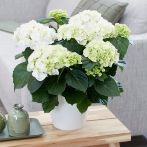 Hydrangea macrophylla Schneeball ( Snowball ) and pot cover