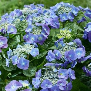 Hydrangea macrophylla Teller Blue