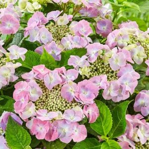 Hydrangea macrophylla Teller Pink