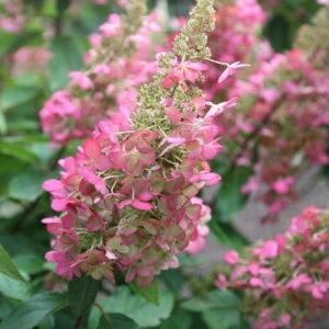 Hydrangea paniculata Pinky-Winky ('Dvppinky') (PBR)