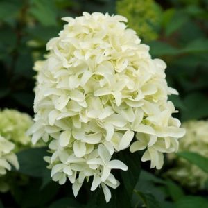 Hydrangea paniculata Skyfall ('Frenne') (PBR)