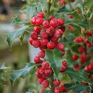 Ilex aquifolium Alaska