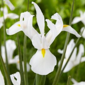 Iris Alaska