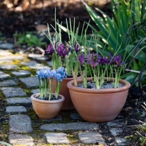 Iris Alida, Iris Pauline and pot combination