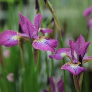 Iris Sparkling Rose