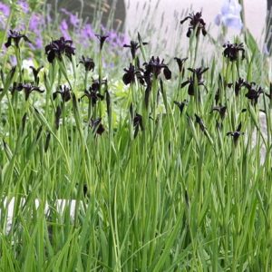 Iris chrysographes black-flowered