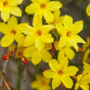 Jasminum nudiflorum