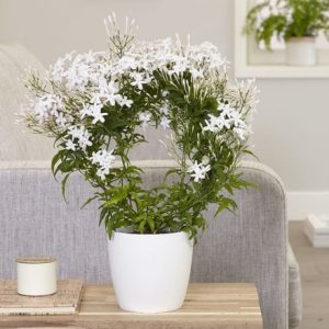 Jasminum polyanthum and pot cover