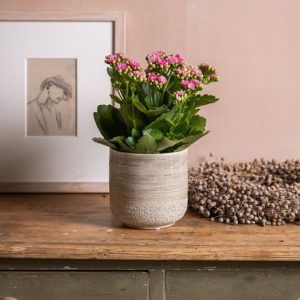 Kalanchoe blossfeldiana Don Nando (PBR)