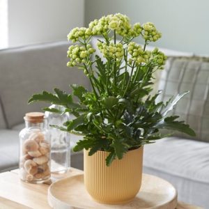 Kalanchoe blossfeldiana Sunny and pot cover