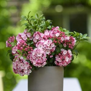 Kalmia latifolia Little Linda