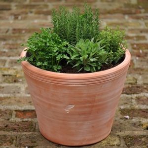 Kitchen garden terracotta pot