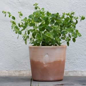 Large terracotta grow pot