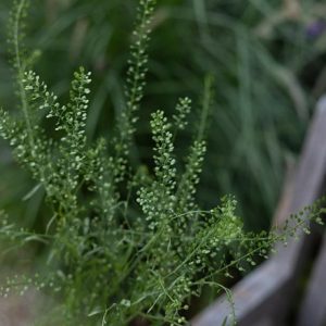 Lepidium sativum