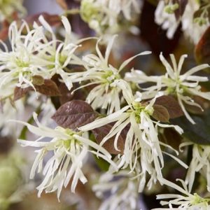 Loropetalum chinense Ruby Snow ('Iwai') (PBR)