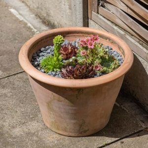 Lucca terracotta pot & Sempervivum collection