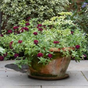 Lucca terracotta pot & verbena 'claret'