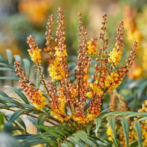 Mahonia Volcano ('MYOY') (PBR)