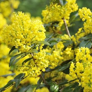 Mahonia aquifolium Apollo