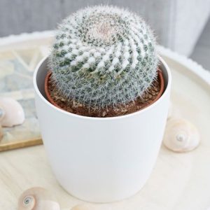 Mammillaria hahniana subsp. woodsii and pot cover