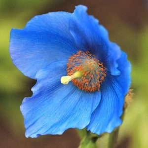 Meconopsis baileyi