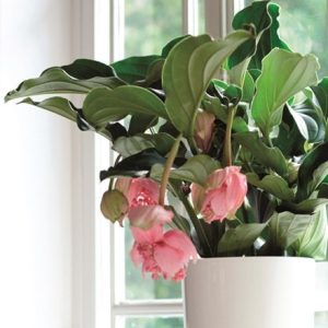 Medinilla magnifica and pot cover