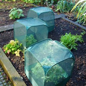 Mini pop up seedling cloche