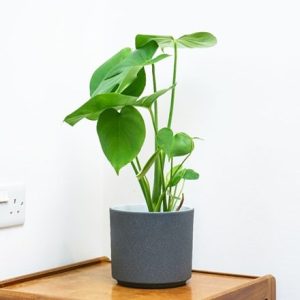 Monstera deliciosa and pot cover