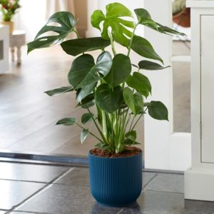 Monstera deliciosa and pot cover