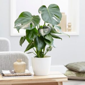 Monstera deliciosa and pot cover