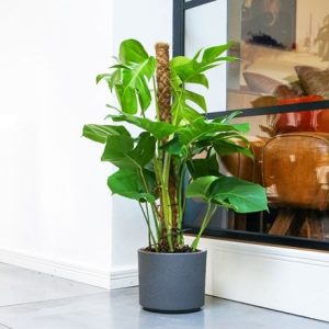 Monstera deliciosa on a moss pole and pot cover