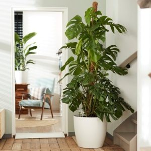 Monstera deliciosa on a moss pole and pot cover