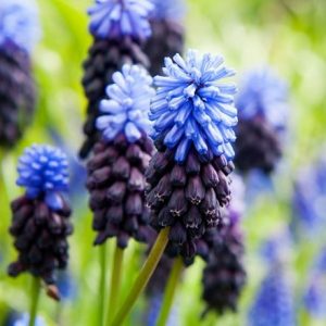 Muscari latifolium