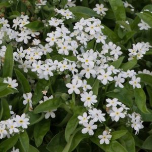 Myosotis sylvatica Mon Amie White