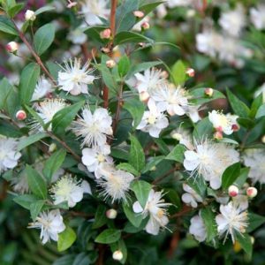 Myrtus communis