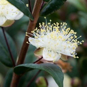 Myrtus communis subsp. tarentina