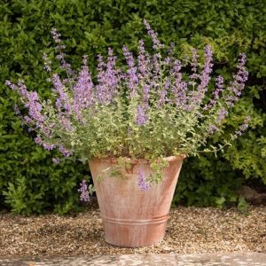 Nepeta and terracotta pot combination