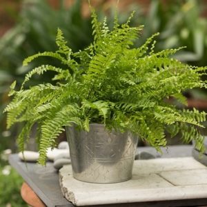 Nephrolepis exaltata Green Lady and hand etched aluminium planter