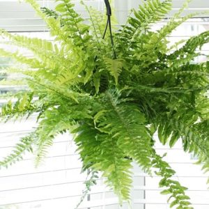 Nephrolepis exaltata Tiger Fern