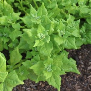 New Zealand spinach