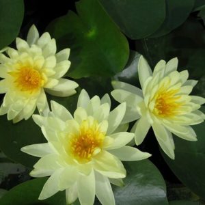 Nymphaea Lemon Mist