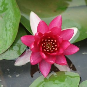 Nymphaea Liou