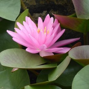 Nymphaea Rose Arey