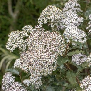 Olearia macrodonta